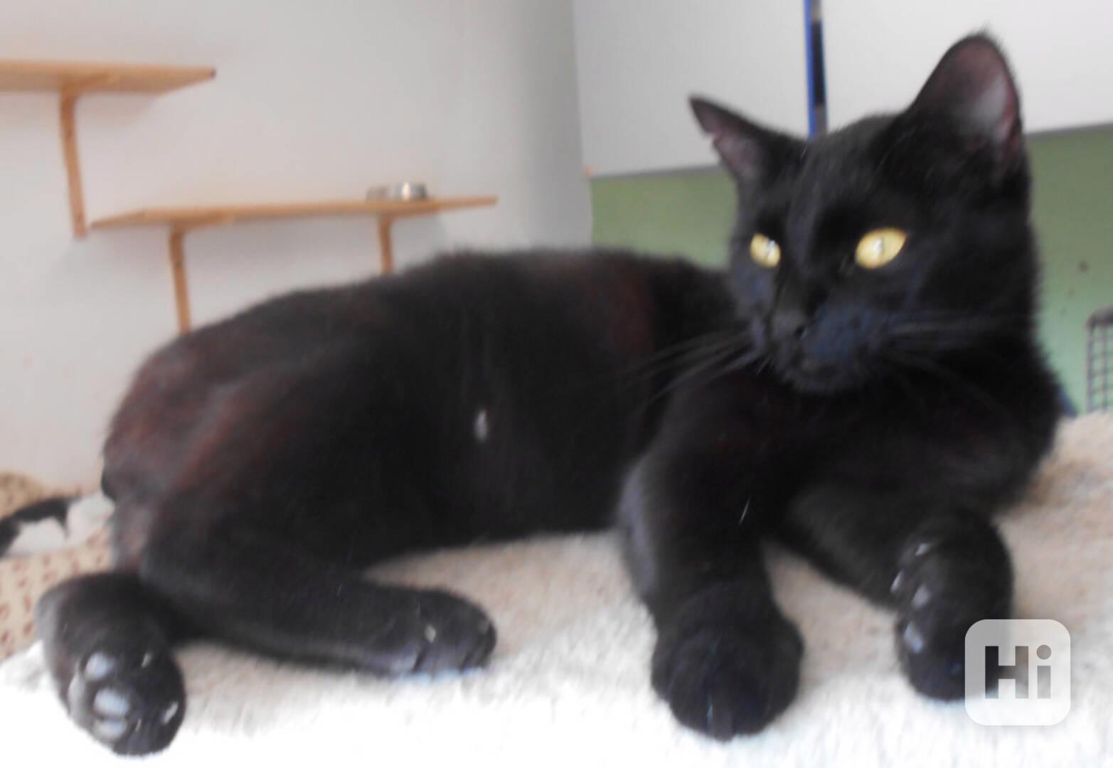 Milá, hodná 2letá černá kočička Líza II. s krásnýma - foto 1