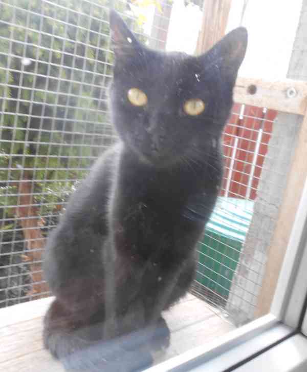 Milá, hodná 2letá černá kočička Líza II. s krásnýma - foto 9