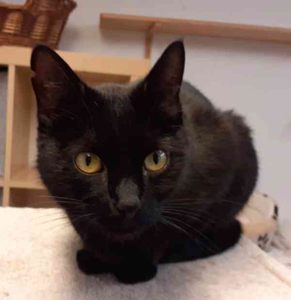 Milá, hodná 2letá černá kočička Líza II. s krásnýma - foto 3