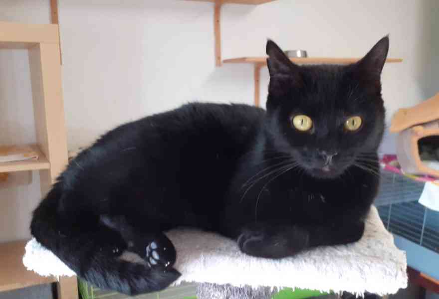 Milá, hodná 2letá černá kočička Líza II. s krásnýma - foto 2