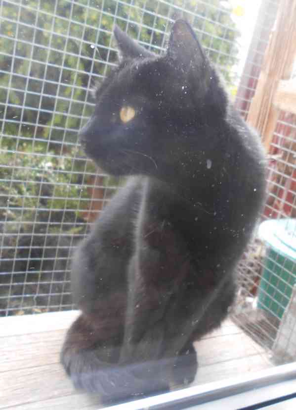 Milá, hodná 2letá černá kočička Líza II. s krásnýma - foto 8