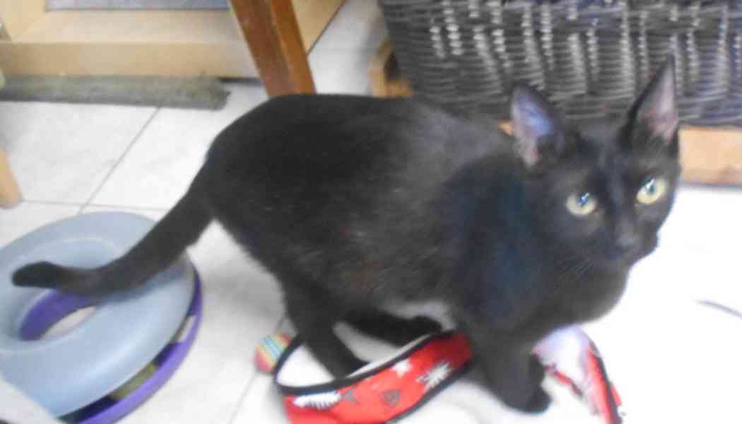 Milá, hodná 2letá černá kočička Líza II. s krásnýma - foto 6