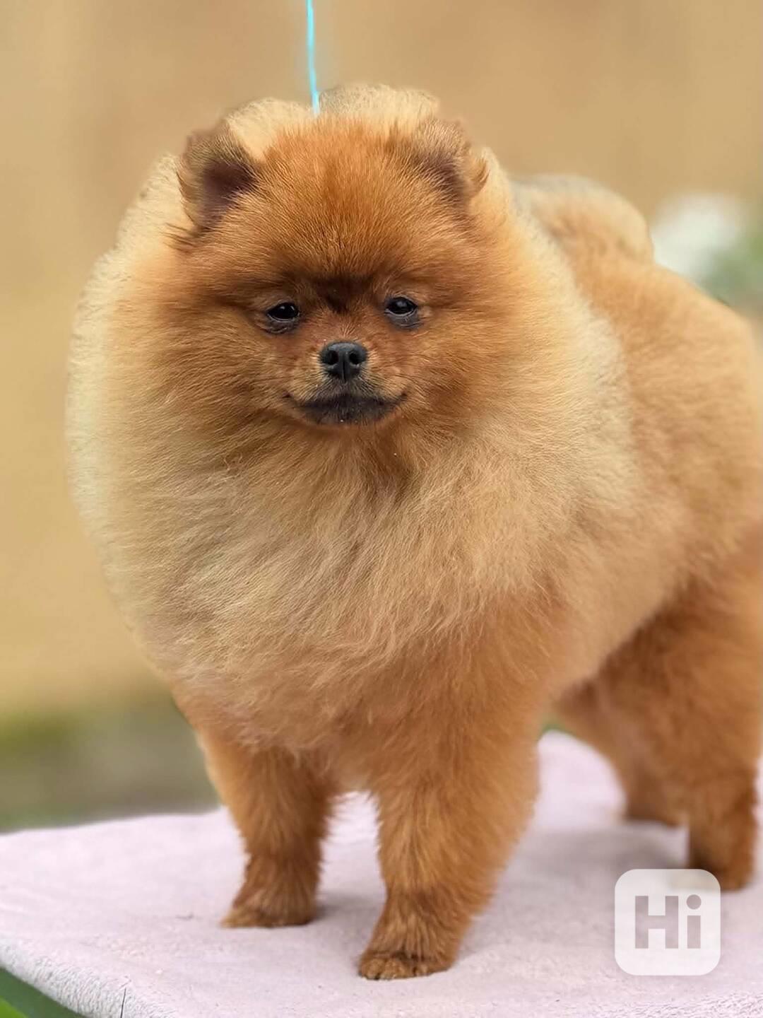 Pomeranian - foto 1