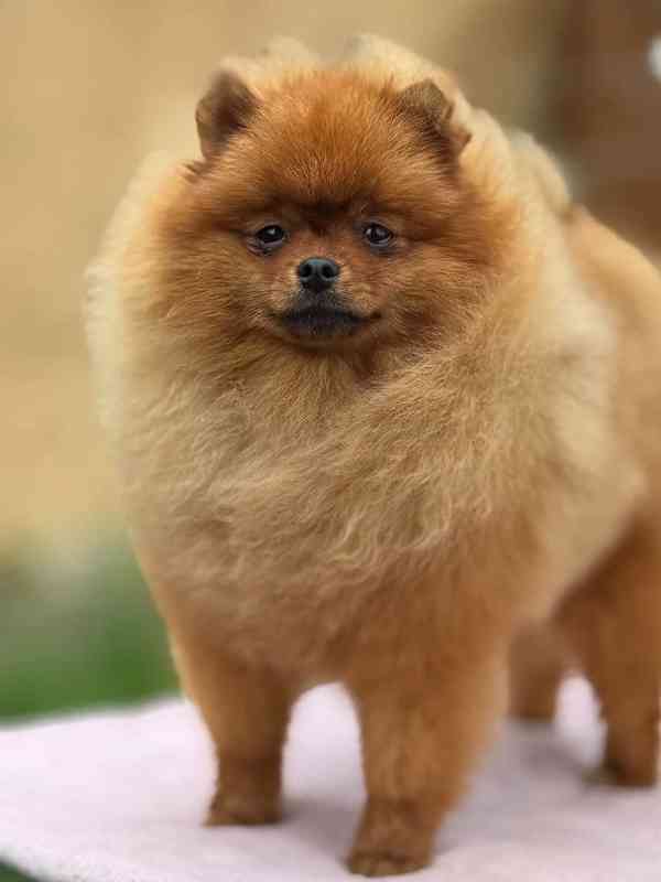 Pomeranian - foto 2