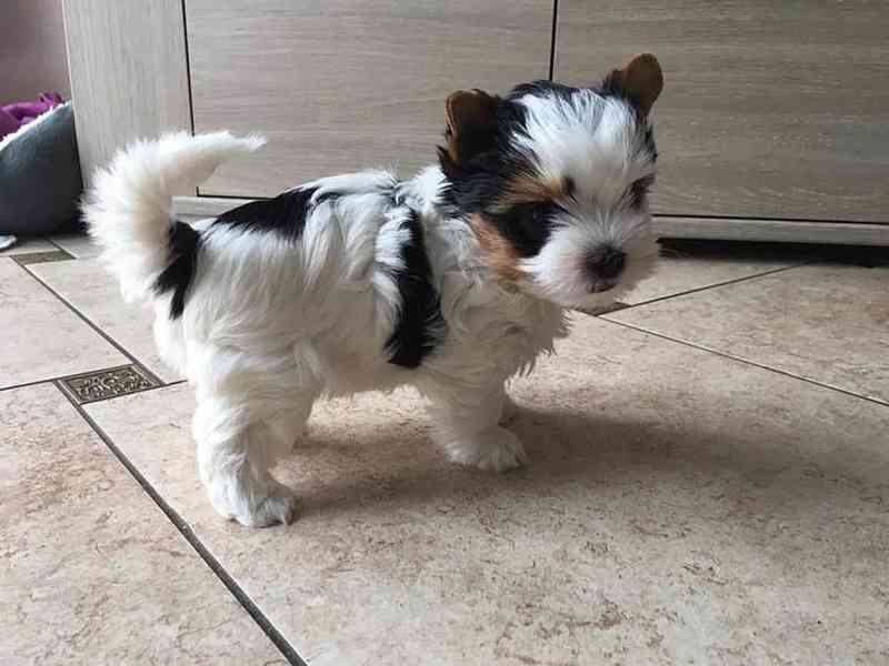 Štěňata super jorkšírského teriéra - foto 1