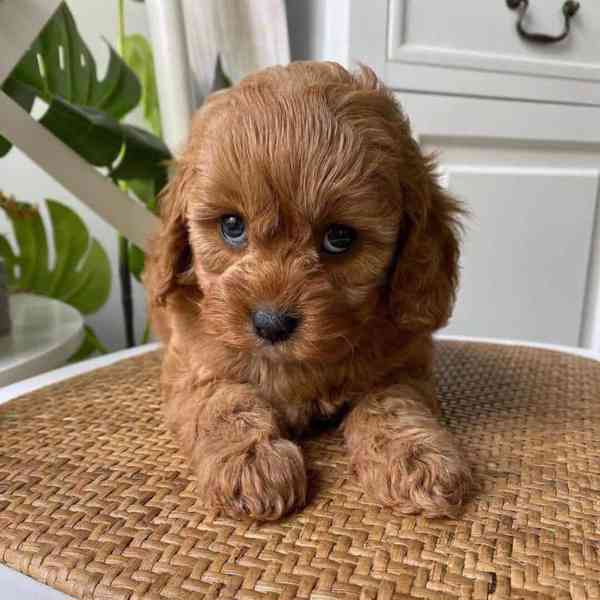 Okouzlující štěňata cavapoo pejsek a holčička - foto 1