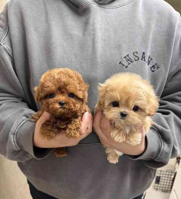 Dárek zdarma krásná štěňátka pudl k adopci zdarma - foto 1