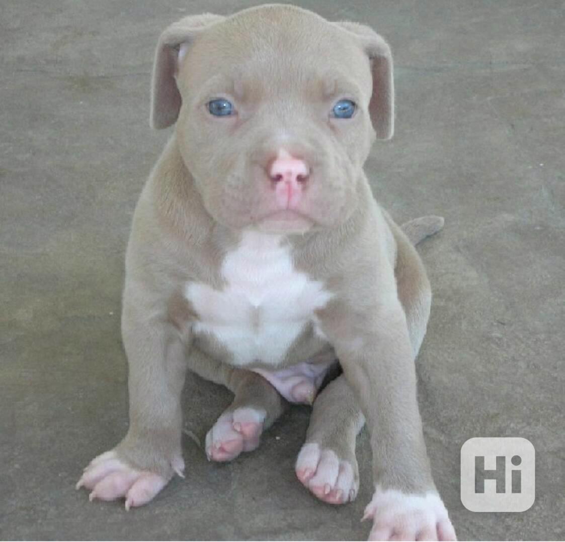 Štěňata pitbulla - foto 1