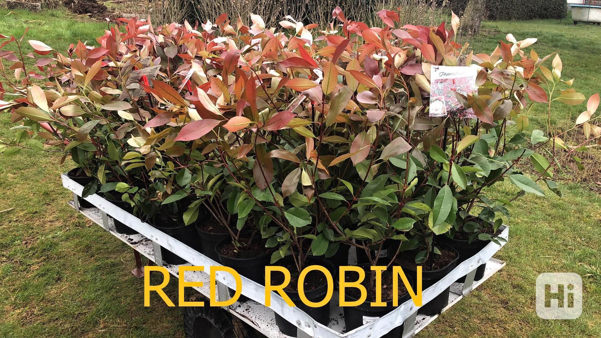 Blýskavka Photinia Fraserova Red Robin živý plot - foto 1