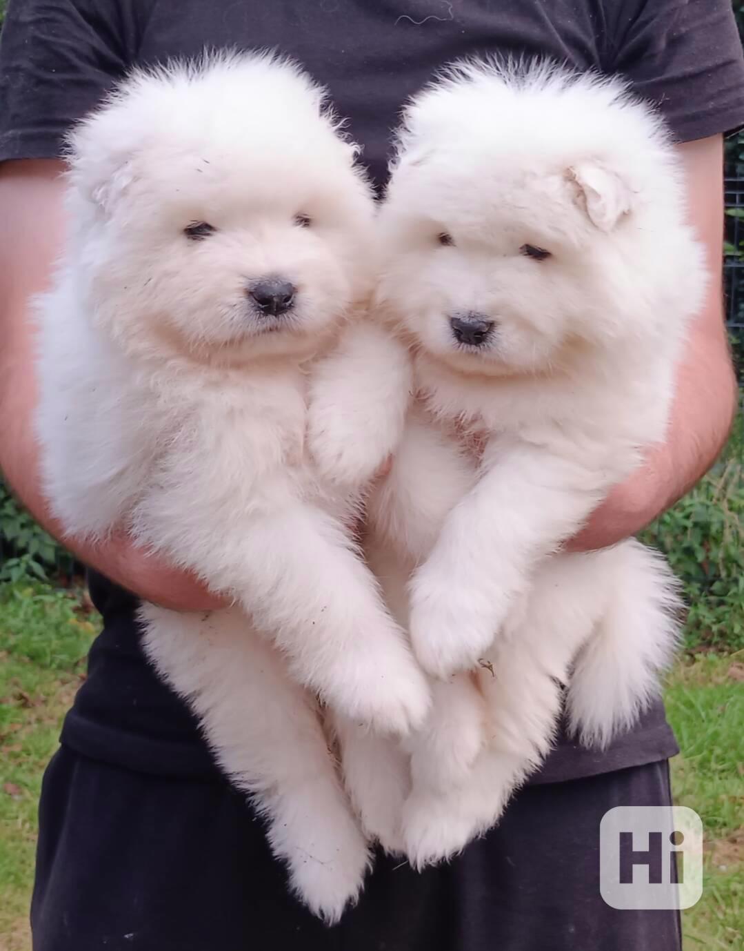 Samojed prodám krásná štěňata s PP - foto 1