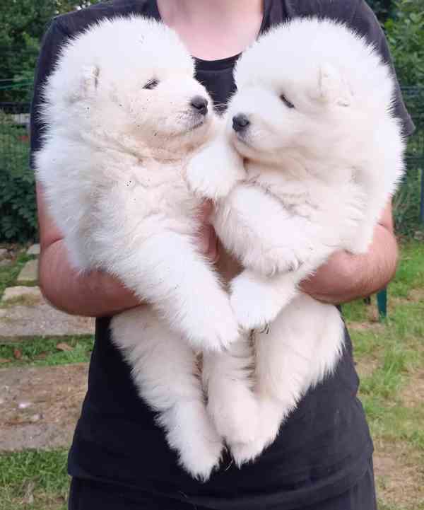 Samojed prodám krásná štěňata s PP - foto 2