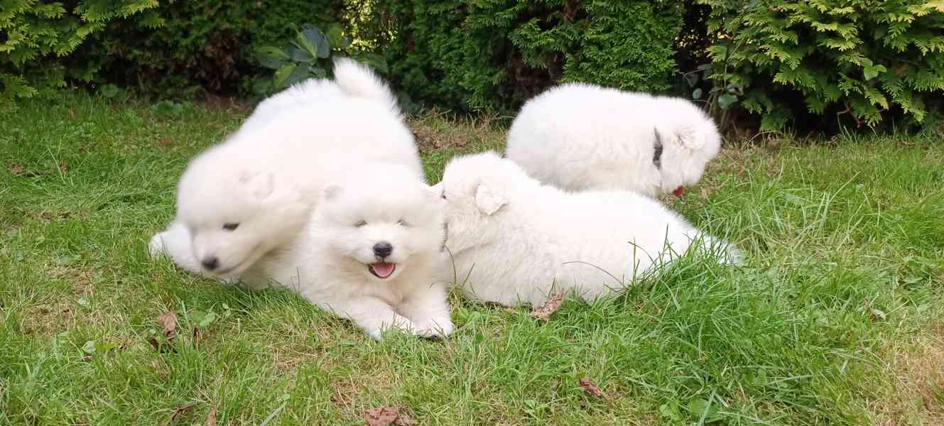 Samojed prodám krásná štěňata s PP - foto 11