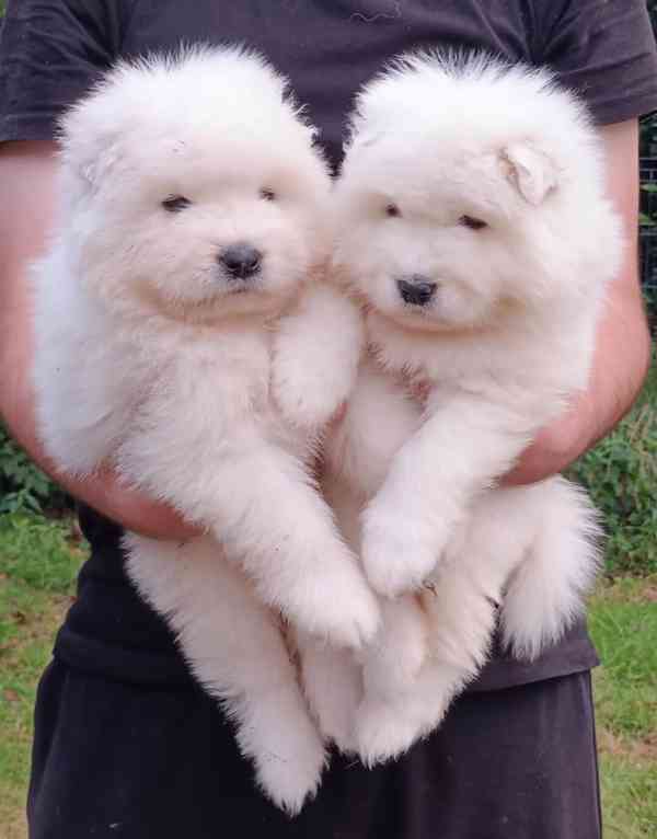 Samojed prodám krásná štěňata s PP - foto 1