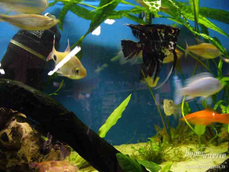 akvarium s krytem 70l - foto 1
