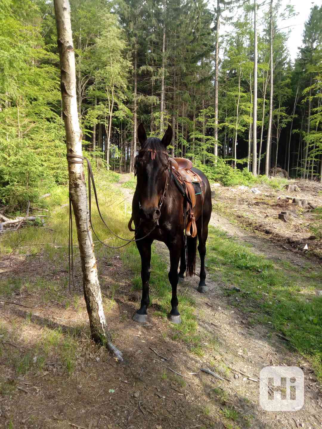 JEŽDĚNÍ na koni (pronájem) - foto 1