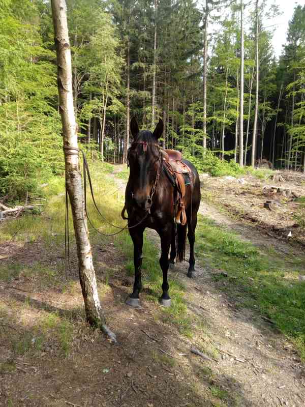 JEŽDĚNÍ na koni (pronájem) - foto 1