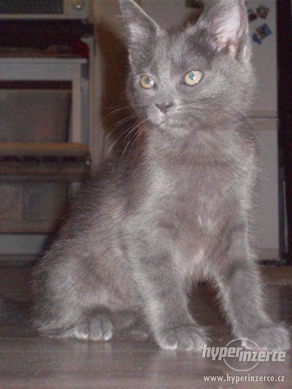 Turecká angora - poslední koťátko - foto 2