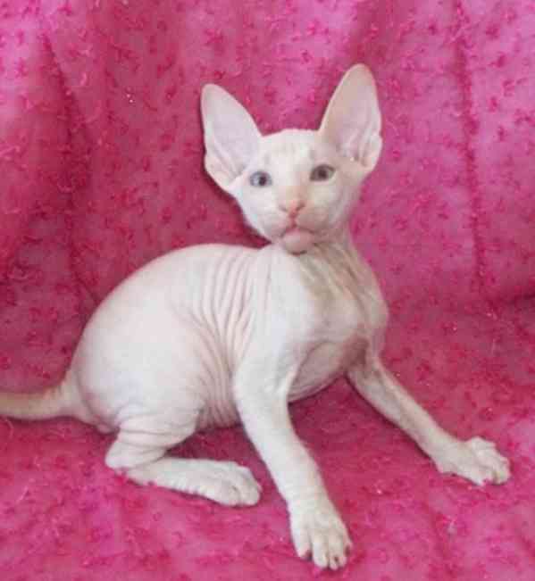 Kanadský sphynx s pp - foto 3