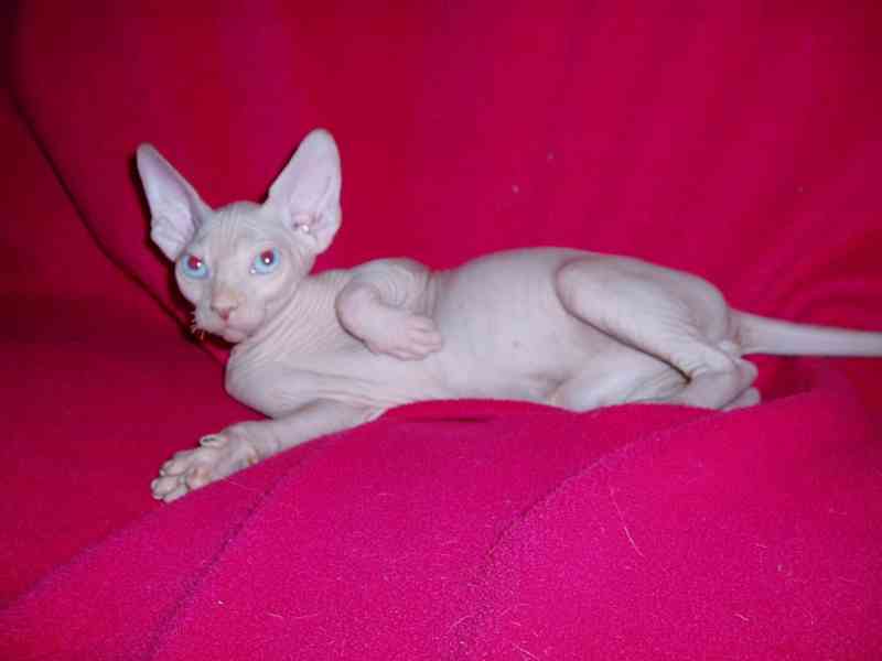 Kanadský sphynx s pp - foto 2