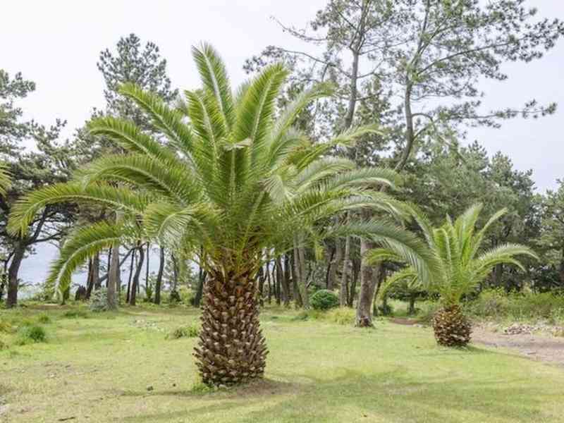 naklíčená semena palma Phoenix canariensis