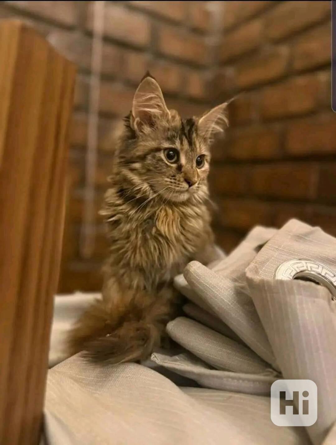 Rozkošná mainská mývalí koťátka nyní k bezplatné adopci - foto 1