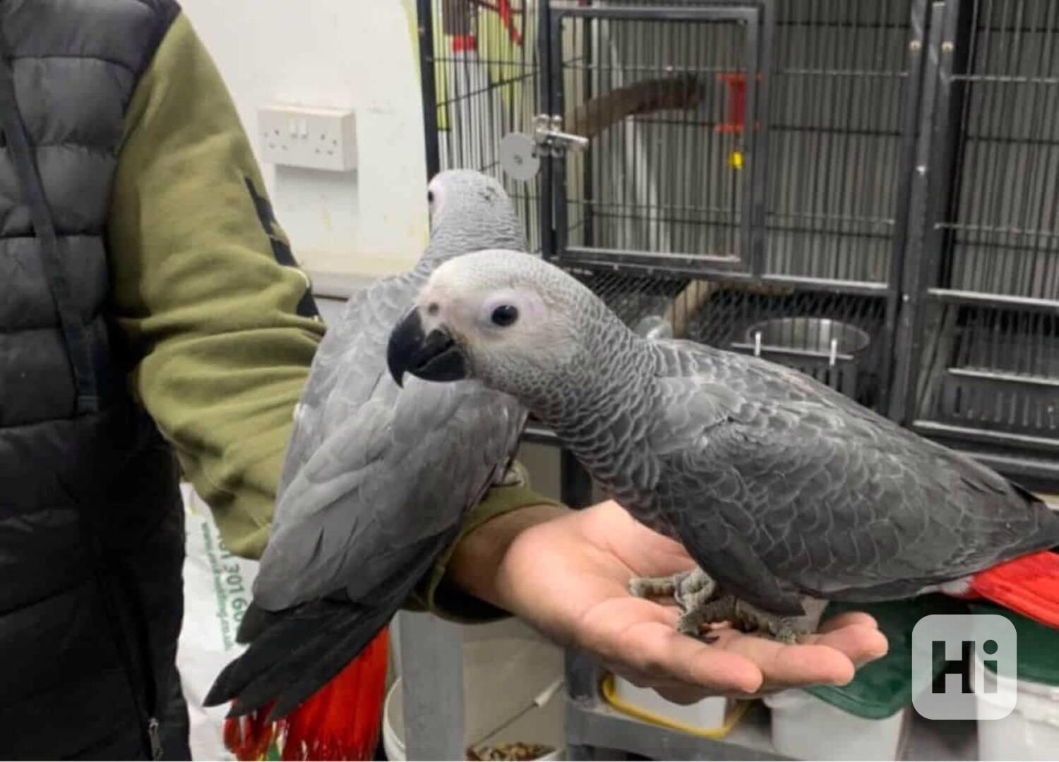 Krásní volní papoušci šedí z Afriky k dispozici  - foto 1