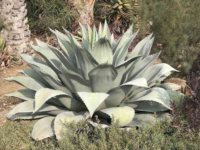 semena Agave ovatifolia