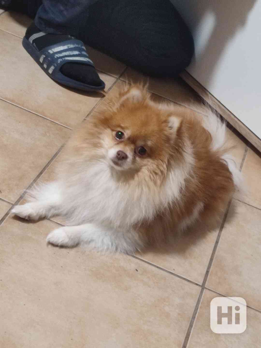 pomeranian - foto 1