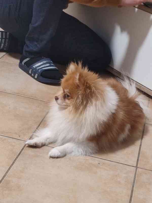 pomeranian - foto 2