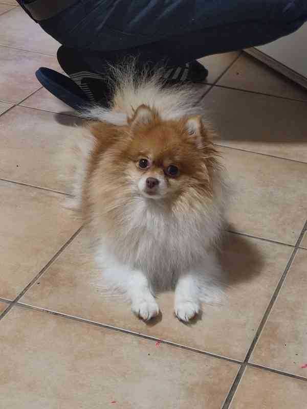 pomeranian - foto 3