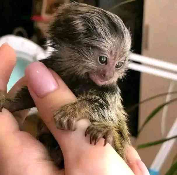 Zdravé opice  na prstech kosmanů k bezplatné adopci - foto 1