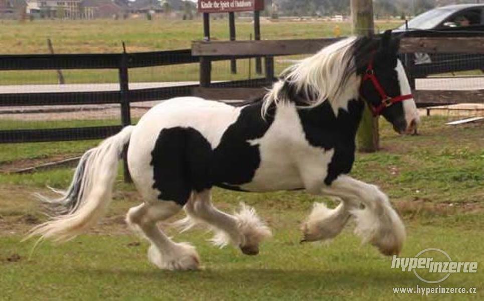 Cikánské Vanner koně na prodej - foto 1