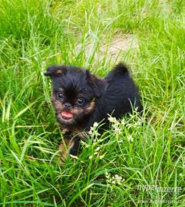 Brabantik, grifonek s PP - foto 1