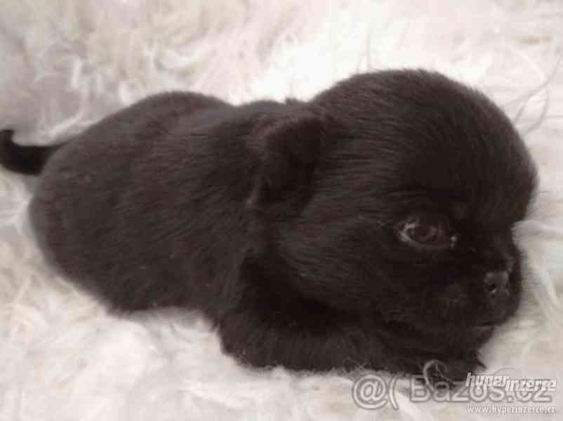 Brabantik, grifonek s PP - foto 2