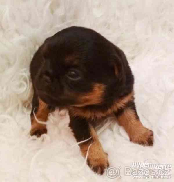 Brabantik, grifonek s PP - foto 3