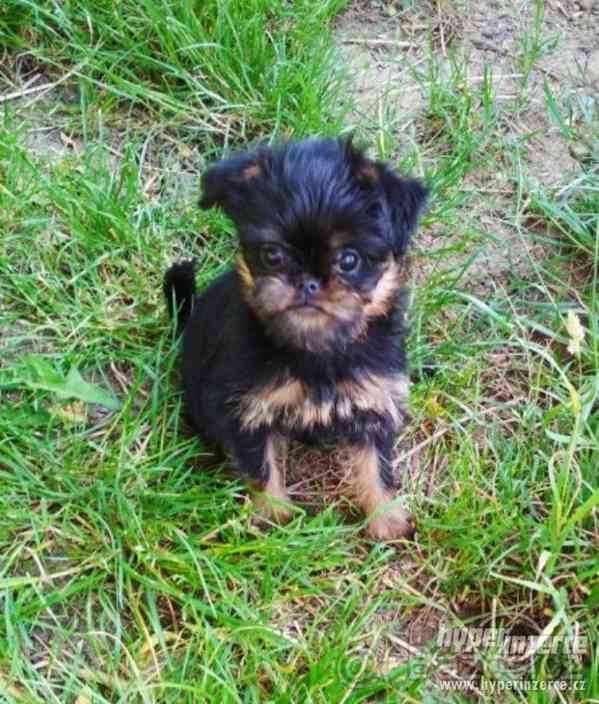 Brabantik, grifonek s PP - foto 4