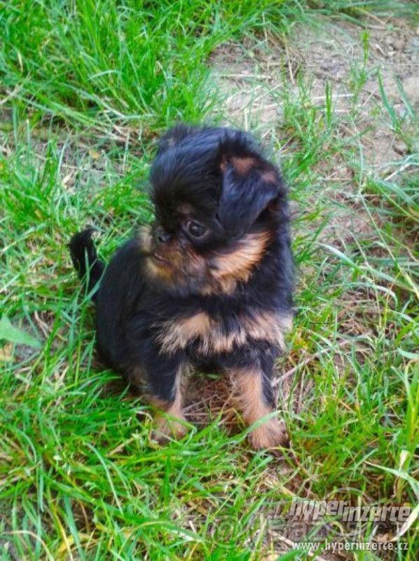 Brabantik, grifonek s PP - foto 5