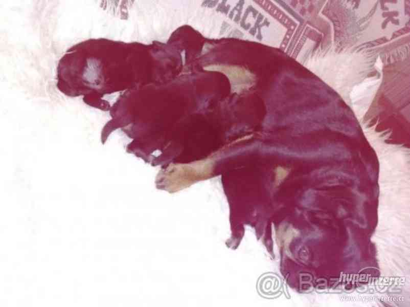 Brabantik, grifonek s PP - foto 6