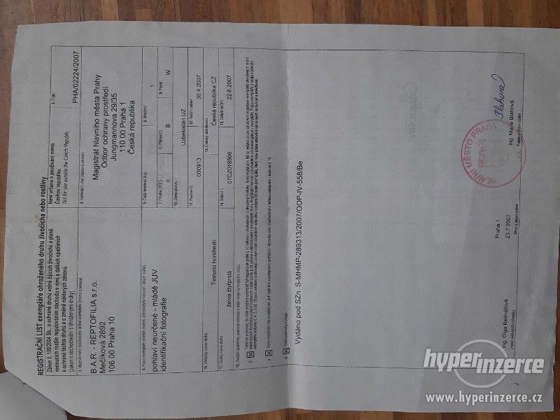 Prodej želvy čtyřprsté - foto 2