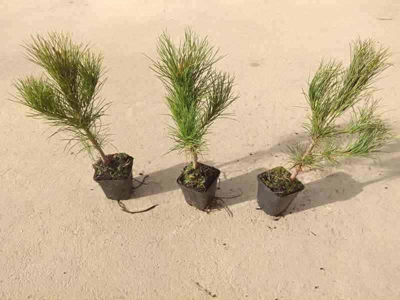 Borovice rumelská (Pinus peuce) - 30 - 50 cm - foto 1