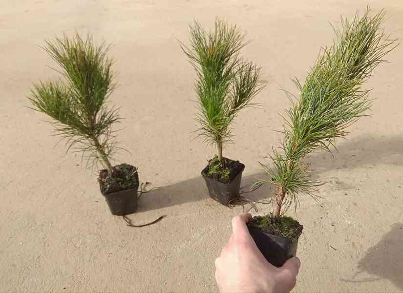 Borovice rumelská (Pinus peuce) - 30 - 50 cm - foto 2