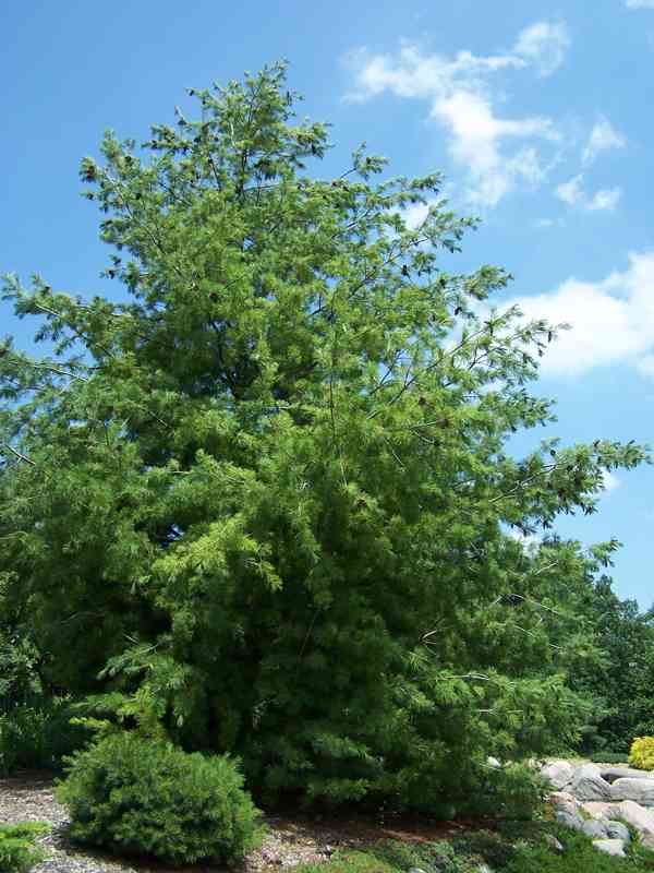 Borovice rumelská (Pinus peuce) - 30 - 50 cm - foto 4