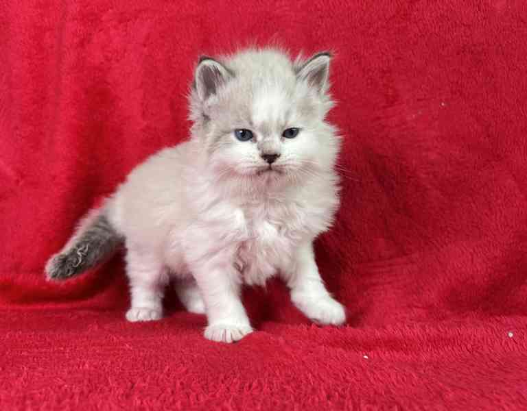 Něvská maškaráda - foto 3