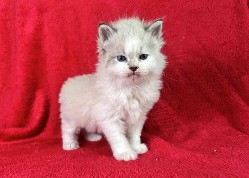 Něvská maškaráda - foto 4