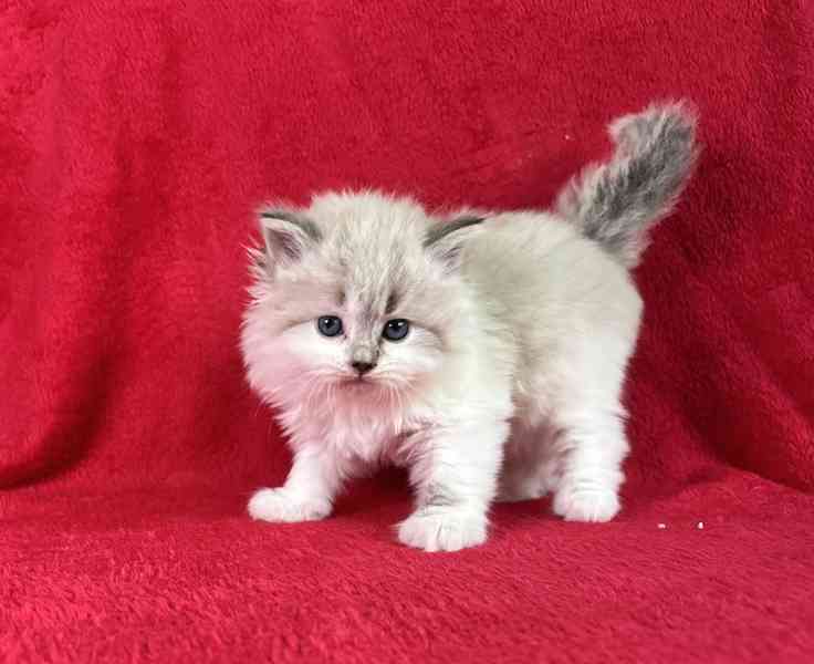 Něvská maškaráda - foto 2