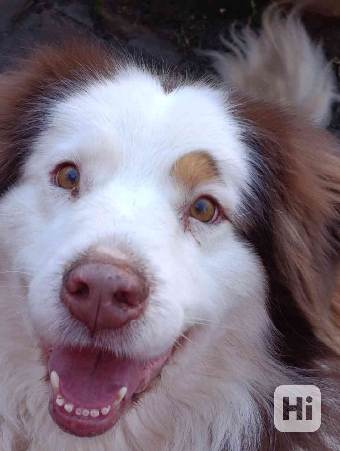 Darujeme australského ovčáka s PP  - foto 1