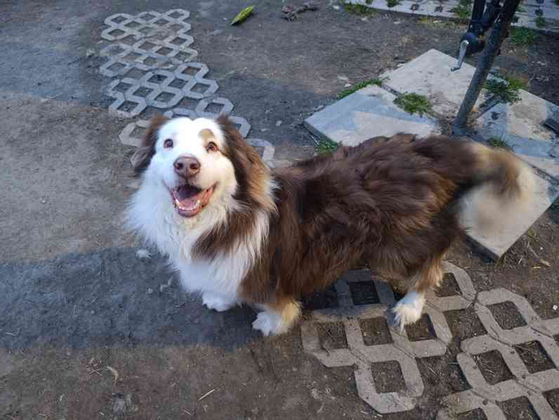 Darujeme australského ovčáka s PP  - foto 2