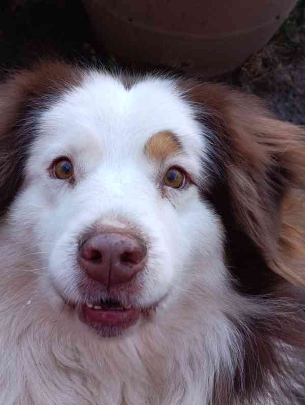 Darujeme australského ovčáka s PP  - foto 4