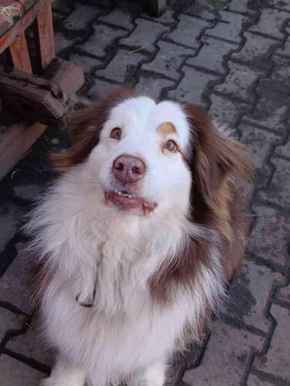 Darujeme australského ovčáka s PP  - foto 5