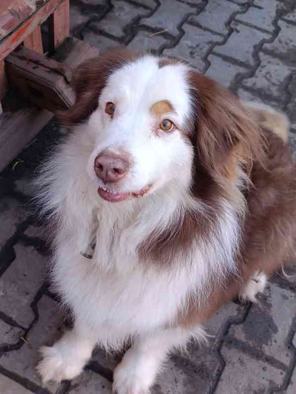 Darujeme australského ovčáka s PP  - foto 8